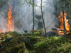 杭亚森林防火语音提示器助力预防森林火灾！